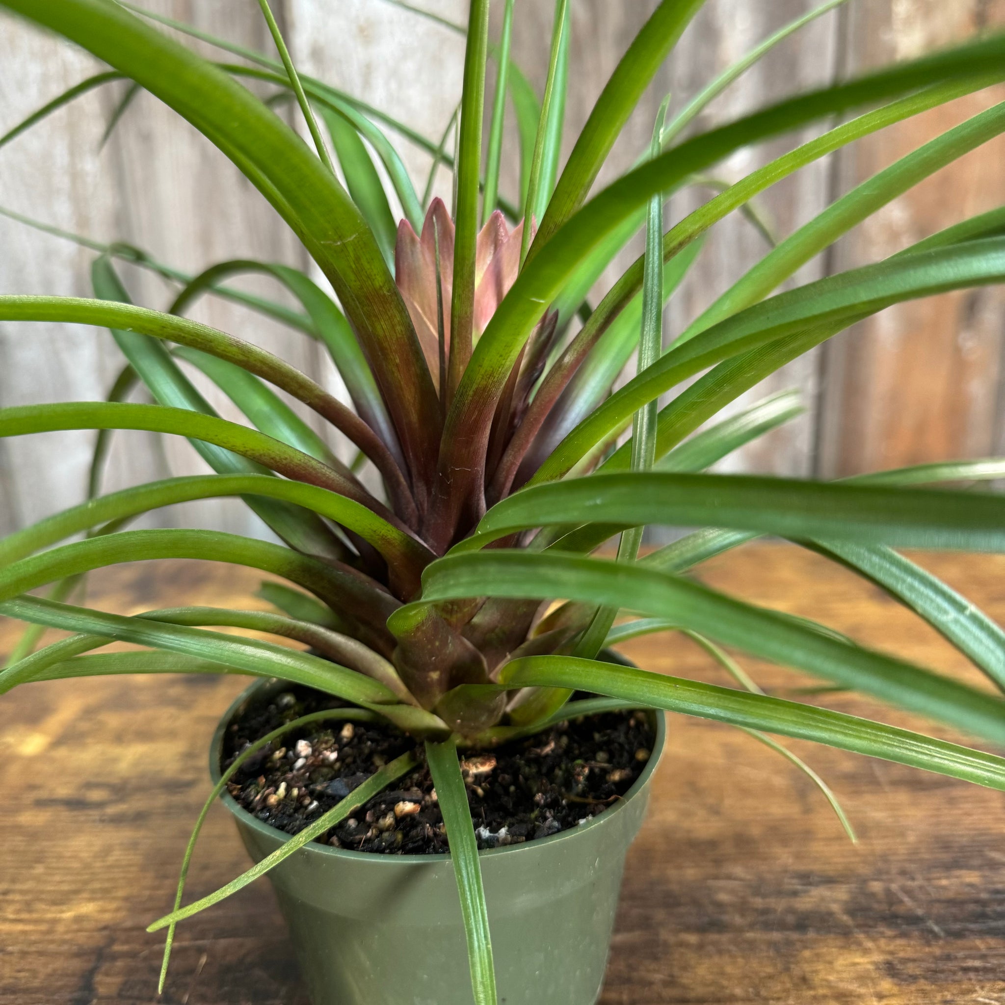 air plant tillandsia bromeliads Tillandsia 'Purple Quill'
