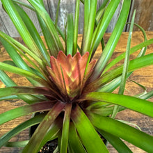 Load image into Gallery viewer, 4&quot; Tillandsia Purple Quill