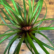Load image into Gallery viewer, 4&quot; Tillandsia Purple Quill