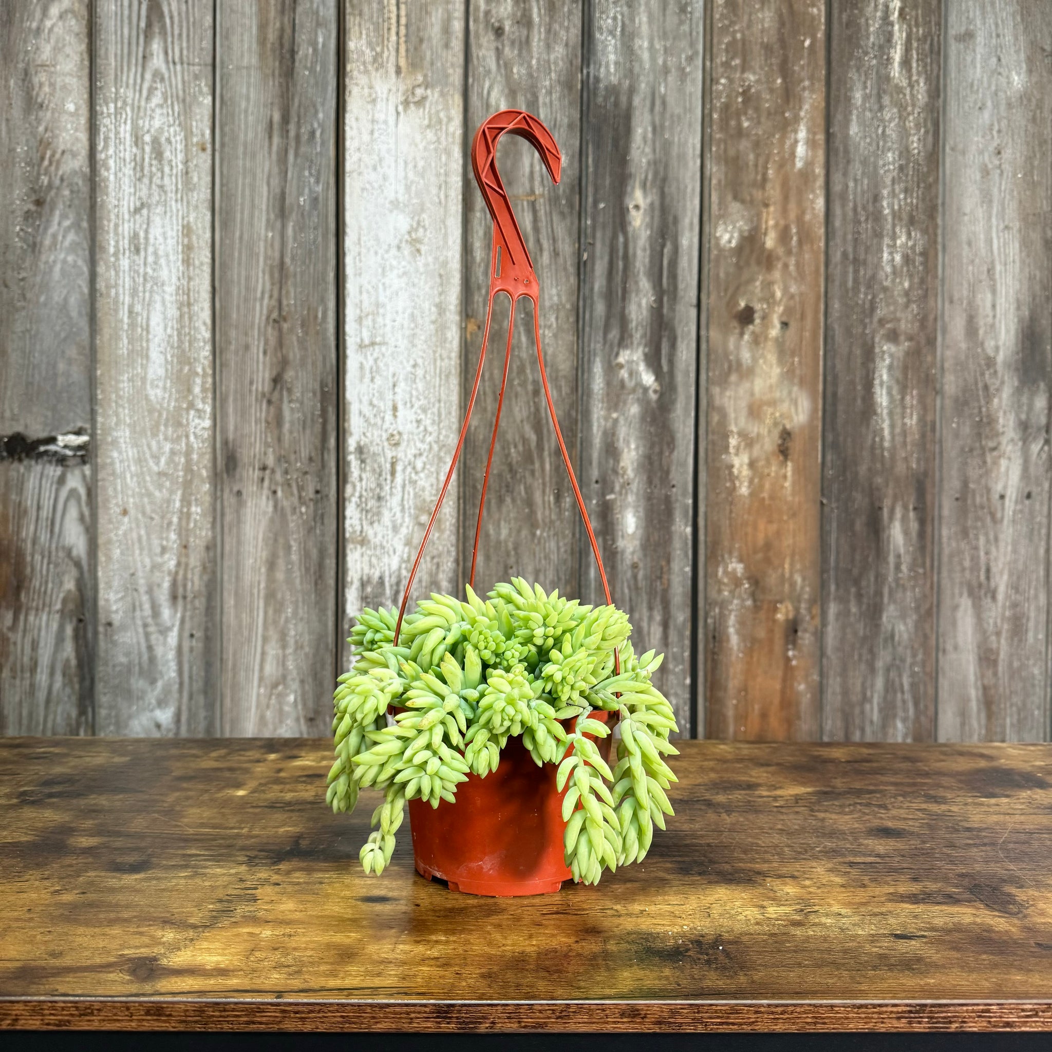 burro's tail hanging plant Sedum 'Burro's Tail'