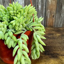 Load image into Gallery viewer, 6&quot; HB Burro&#39;s Tail