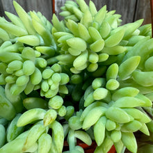 Load image into Gallery viewer, 6&quot; HB Burro&#39;s Tail