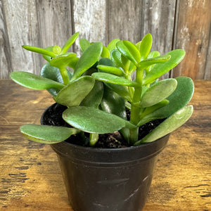 healthy jade plant leaves Crassula Assorted Jade