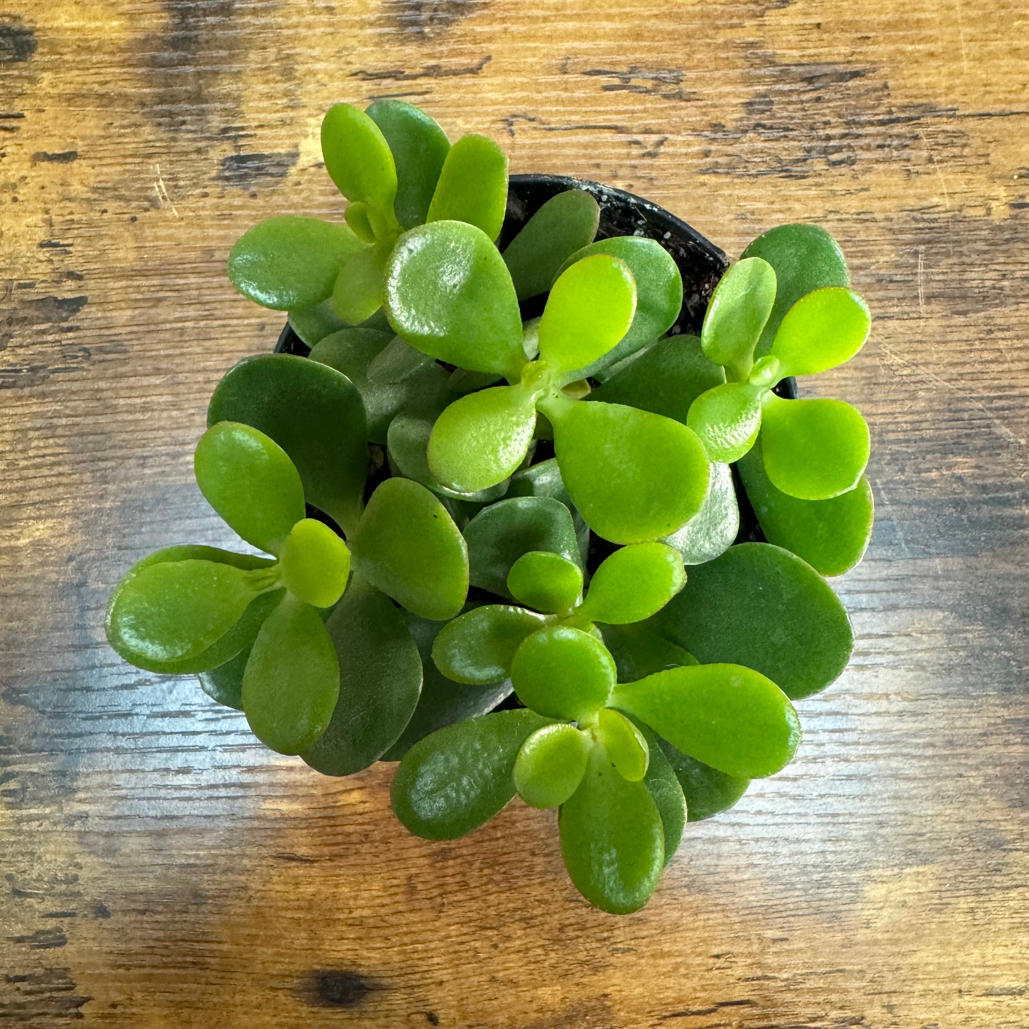 small jade plant Crassula Assorted Jade