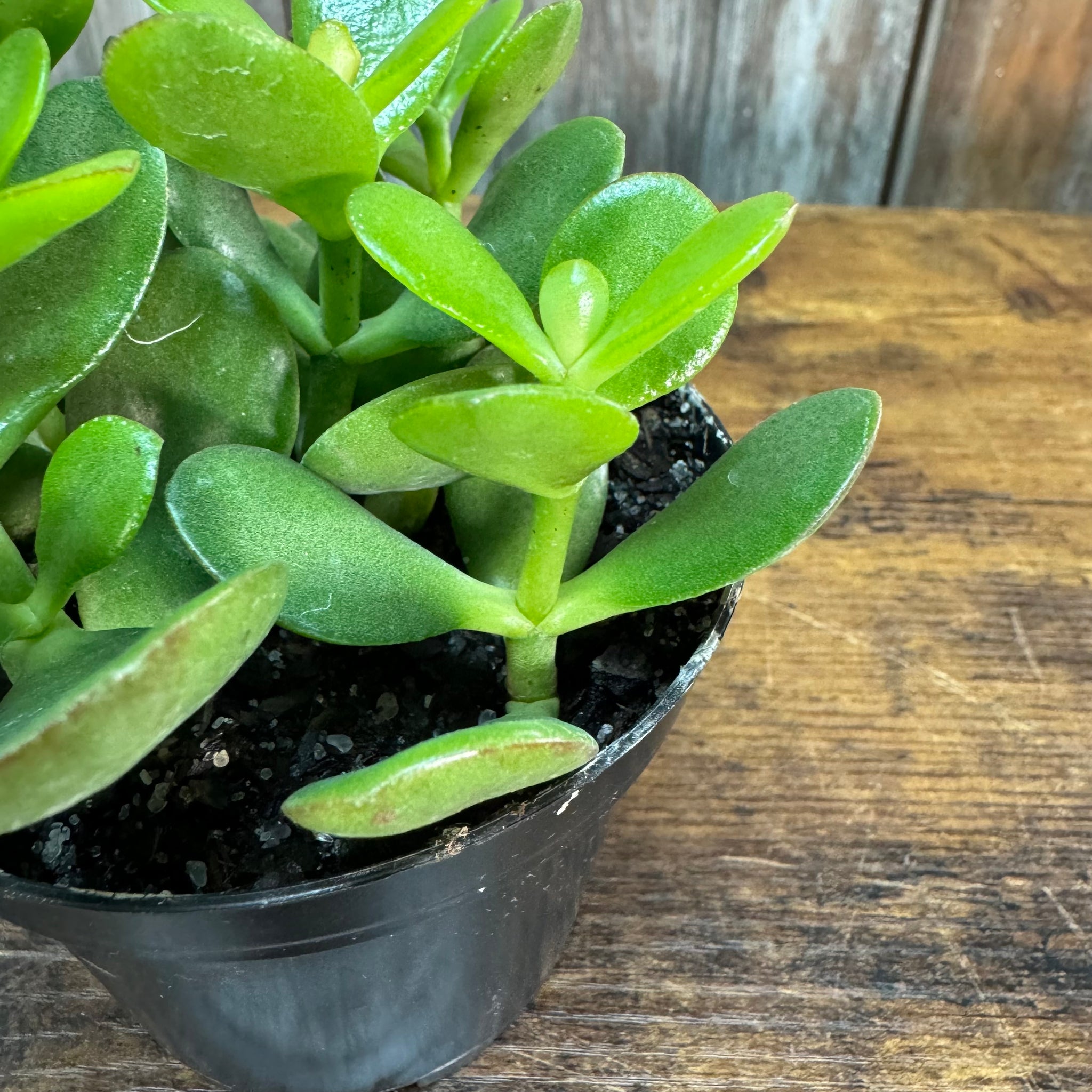 jade plant with big leaves Crassula Assorted Jade