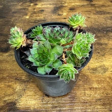 Load image into Gallery viewer, 4&quot; Sempervivum Assortment