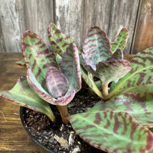 Load image into Gallery viewer, 4&quot; Kalanchoe Spotted