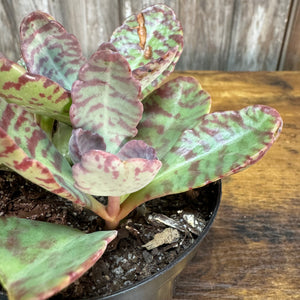 4" Kalanchoe Spotted