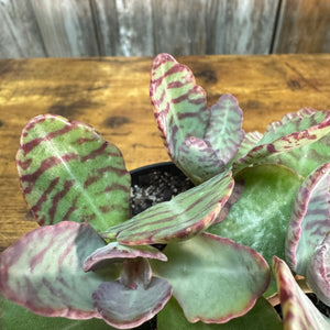 4" Kalanchoe Spotted