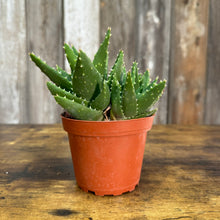 Load image into Gallery viewer, 4&quot; Aloe Mitre