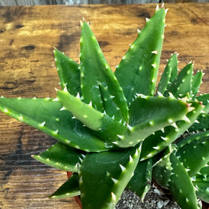 4" Aloe Mitre