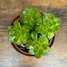 Load image into Gallery viewer, 4&quot; Aeonium lindleyi