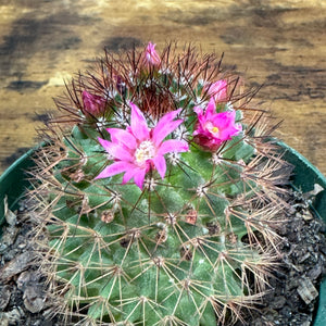 3" Cactus