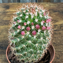 Load image into Gallery viewer, 3&quot; Cactus