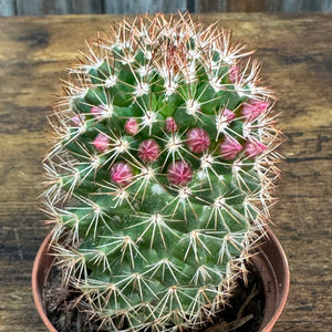 3" Cactus