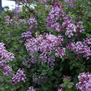 Lilac Bloomerang Dark Purple Tree