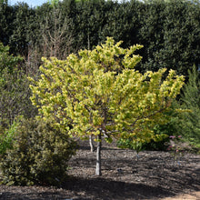 Load image into Gallery viewer, #7 Redbud Eastern Rising Sun