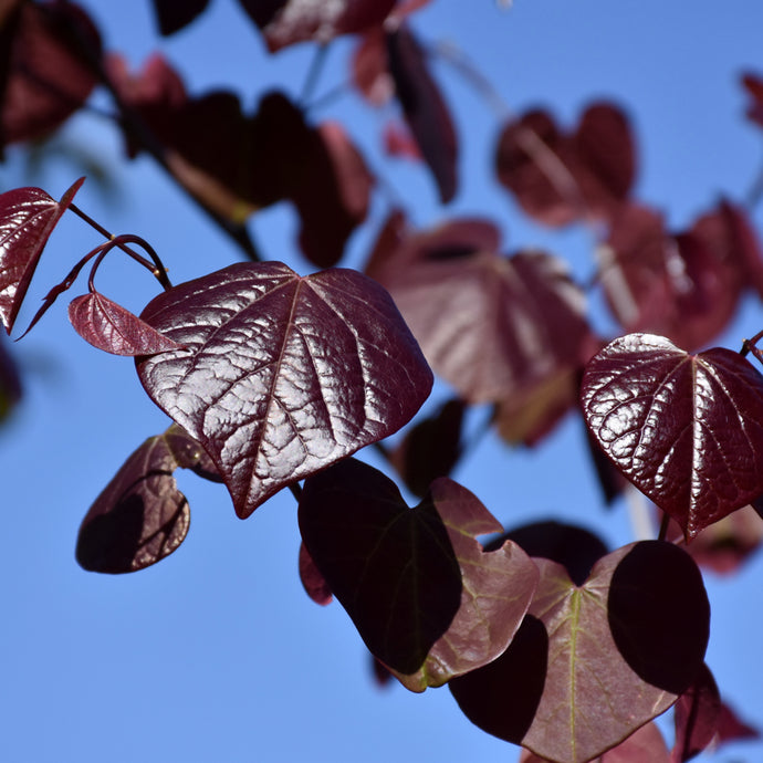 #15 Redbud Eastern Merlot