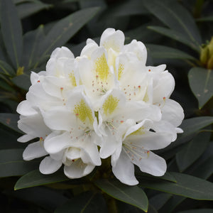 Rhododendron Chionoides