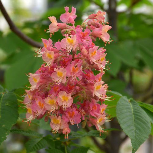 Horsechestnut Fort McNair