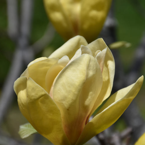 Magnolia Sunsation