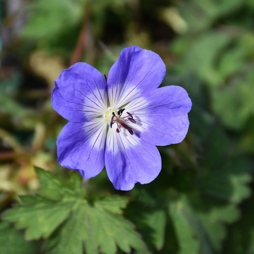 Cranesbill Azure Rush