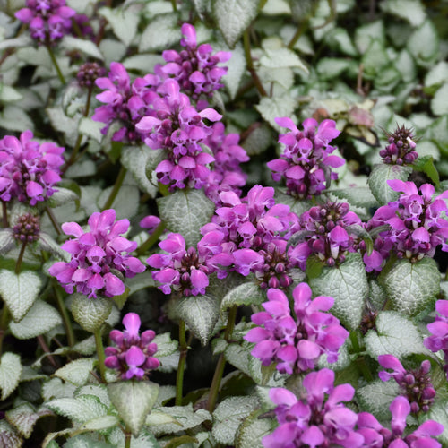 Dead Nettle Purple Dragon