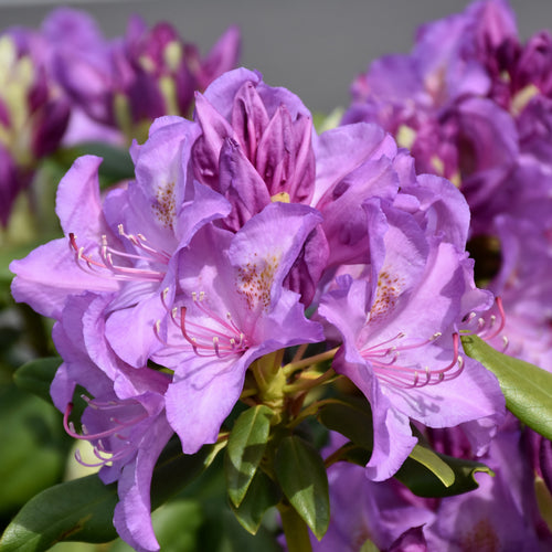 Rhododendron Catawba Boursault