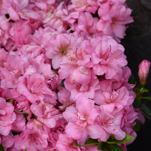 Azalea Rosebud Pink