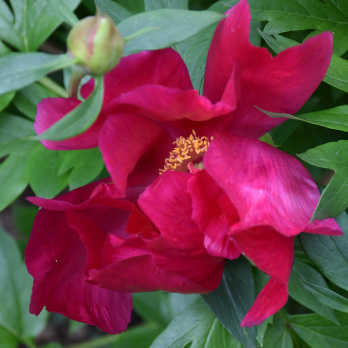 Peony Tree Scarlet Heaven