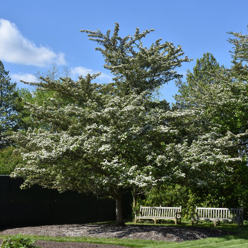 Hawthorn Winter King