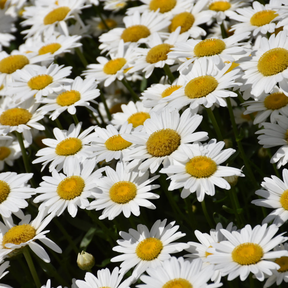 DAISY Daisy Shasta Becky – Wasson Nursery