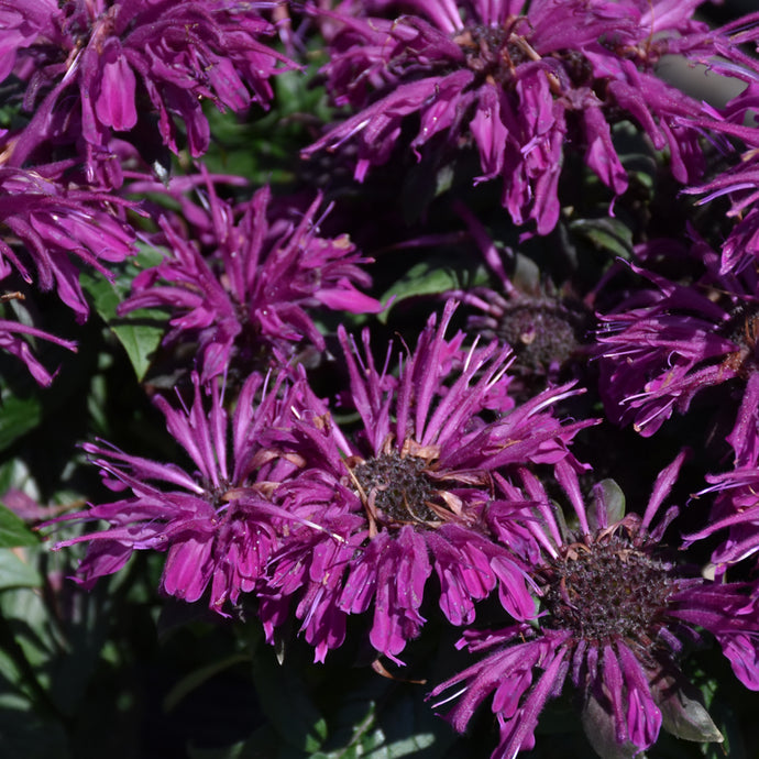 Bee Balm Sugar Buzz Rockin' Raspberry