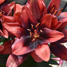 Load image into Gallery viewer, Deep red lily flowers with dark speckled petals and prominent orange stamens blooming in garden