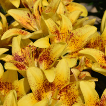 Load image into Gallery viewer, Yellow lilies with red speckled petals and prominent stamens in full bloom