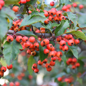 Hawthorn Winter King