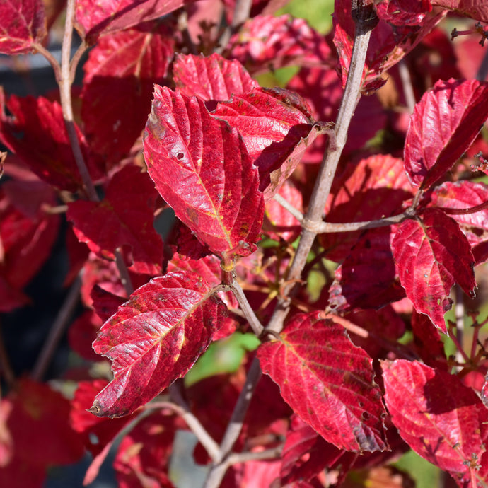 Viburnum Arrowwood Chicago Lustre