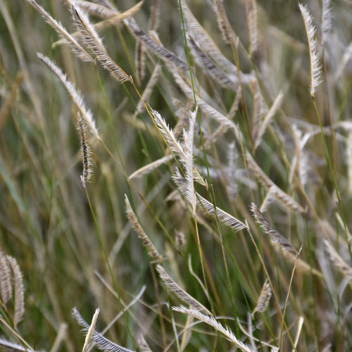 Grass Blue Grama Blonde Ambition