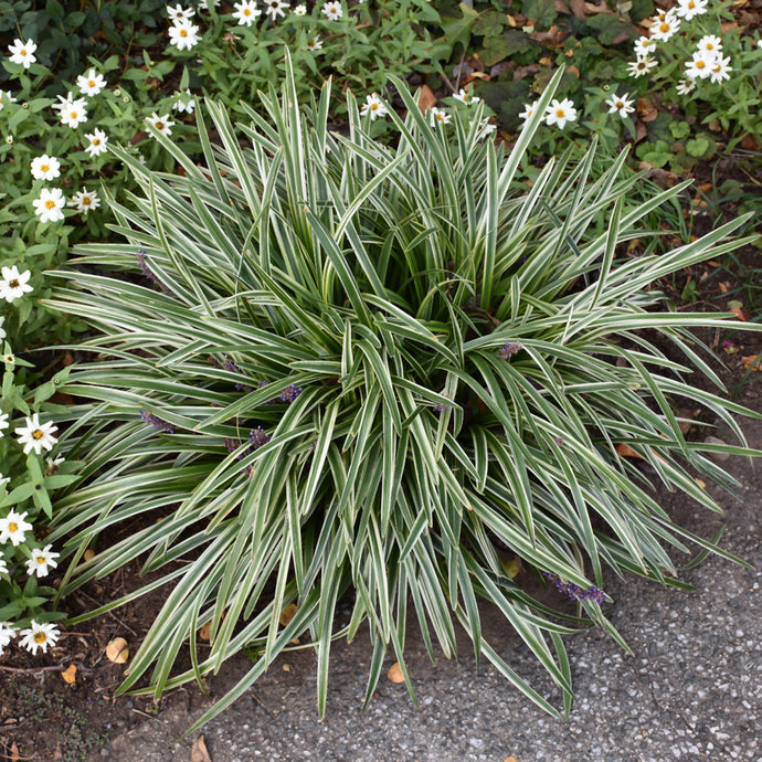 Liriope Silvery Sunproof