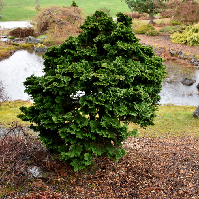 Falsecypress Hinoki Dwarf Nana