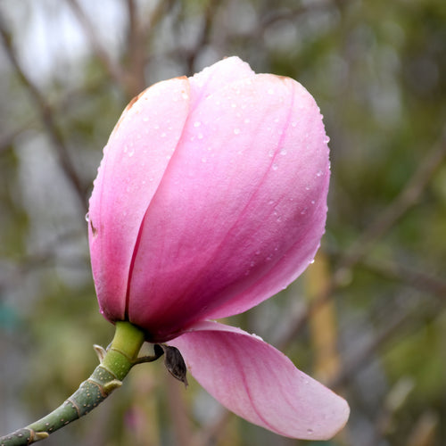 Magnolia Sweetbay