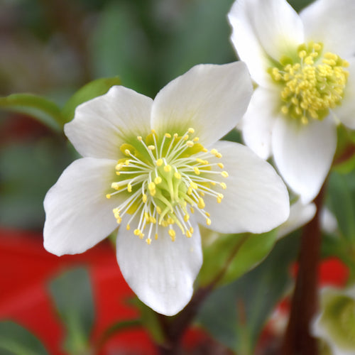 Hellebore Gold Collection Merlin