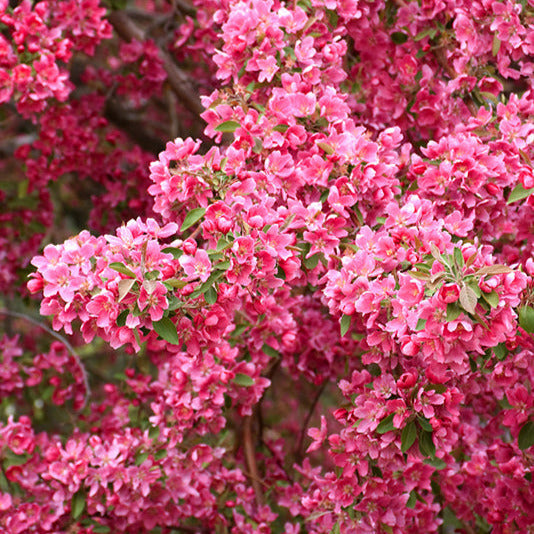 Crabapple Prairifire