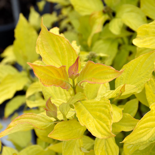 Dogwood Neon Burst