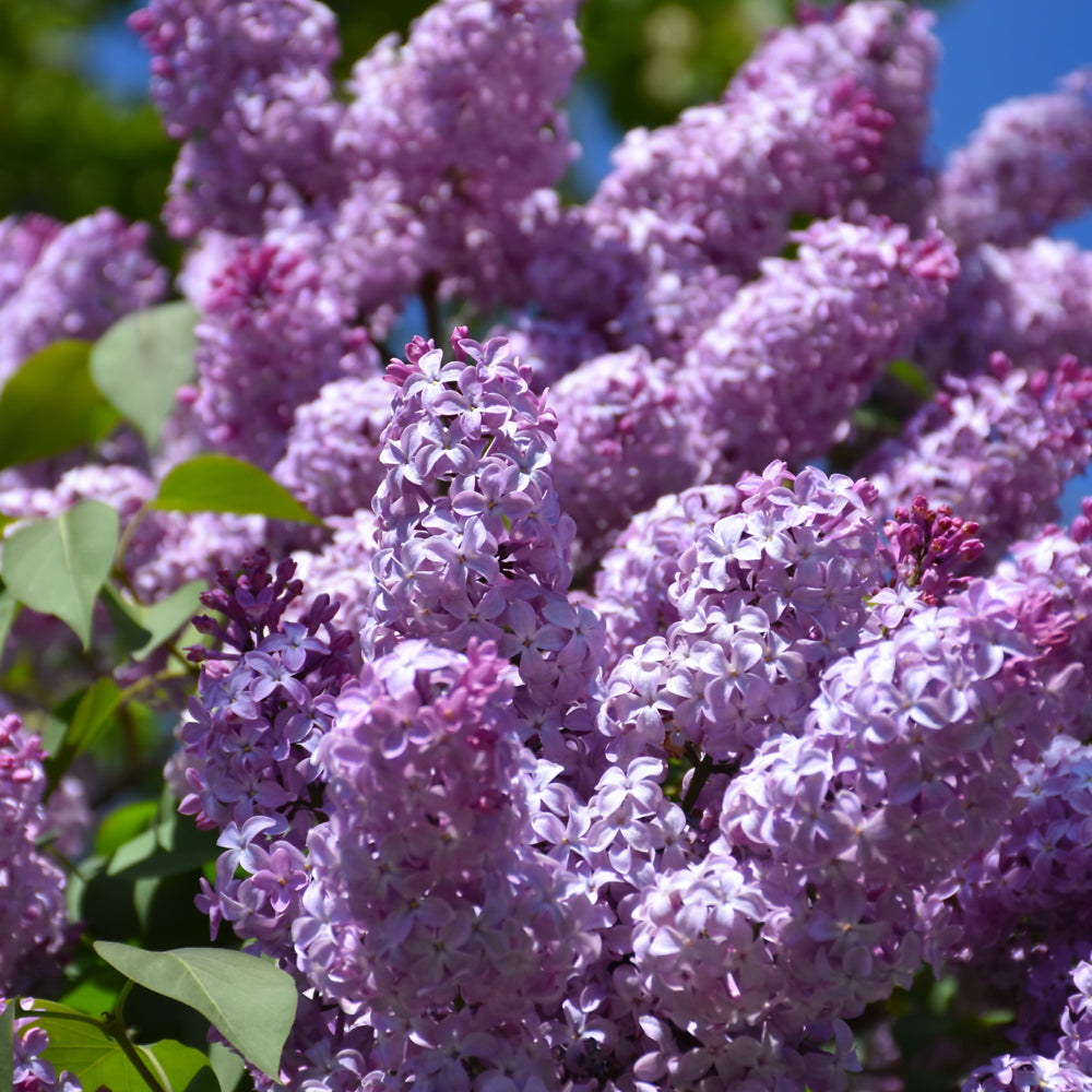 lavender vs lilac plant Lilac New Age Lavender – Wasson Nursery