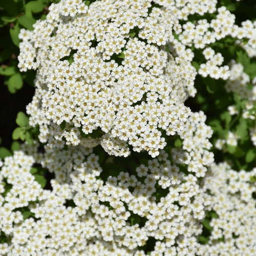 Spirea Wedding Cake