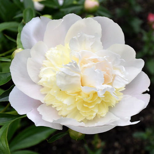 Peony Honey Gold