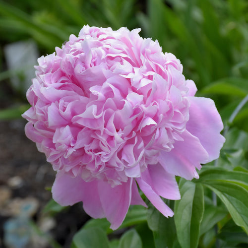 Peony Sarah Bernhardt