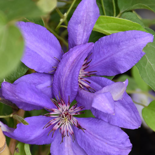 Clematis Boulevard Giselle