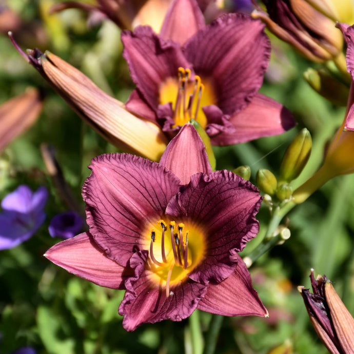 Daylily Purple D'Oro